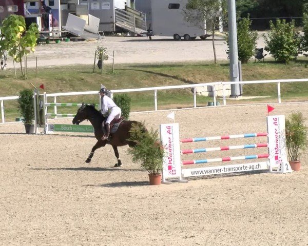 Reitturnier Bülach 2024