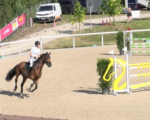 Reitturnier Bülach 2024