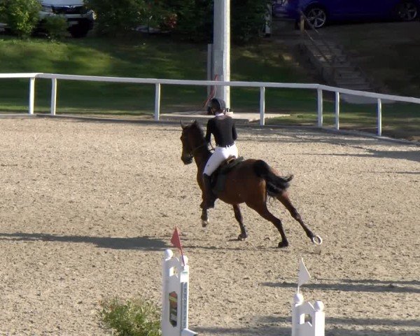 Reitturnier Bülach 2024