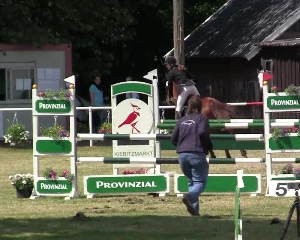Reit- und Springturnier am 15.-16.06.2013 in Hamminkeln-Dingden