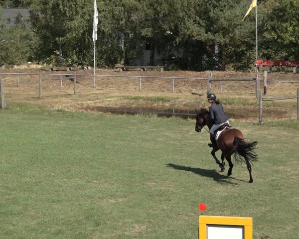 Reitturnier Dannenberg 2024