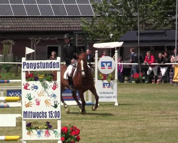 Reit- und Springturnier am 15.-16.06.2013 in Hamminkeln-Dingden