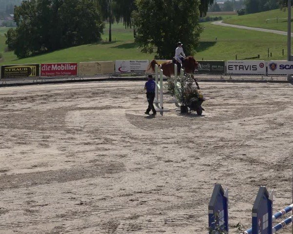 Reitturnier Humlikon 2024