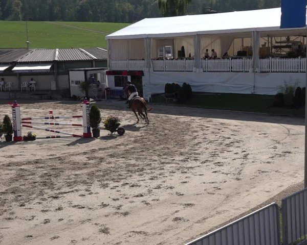 Reitturnier Humlikon 2024