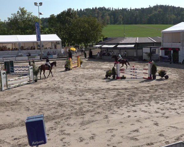 Reitturnier Humlikon 2024