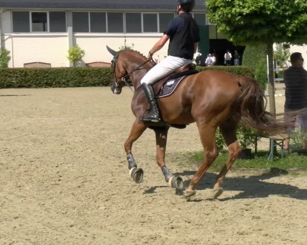 Reitturnier St.Wendel, Gestüt Welvert 2024
