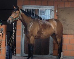 horse Emilio 175 (Westphalian, 2019, from Escolar)