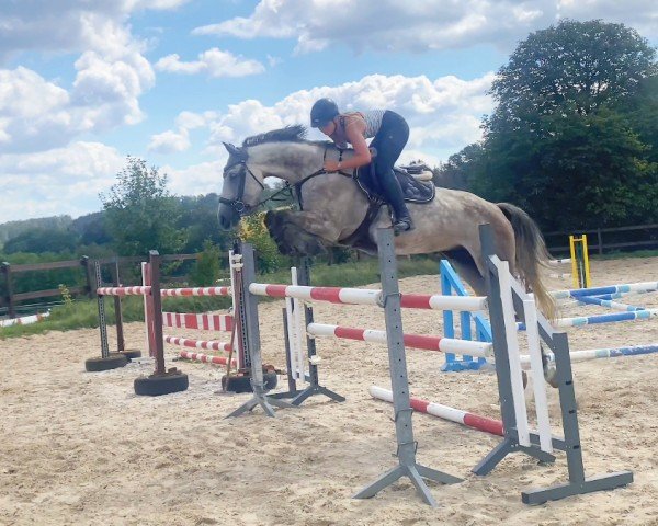 jumper Cubi's Gold (Holsteiner, 2017, from Cancara)