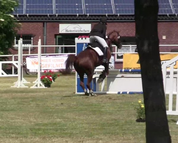 Reit- und Springturnier am 15.-16.06.2013 in Hamminkeln-Dingden