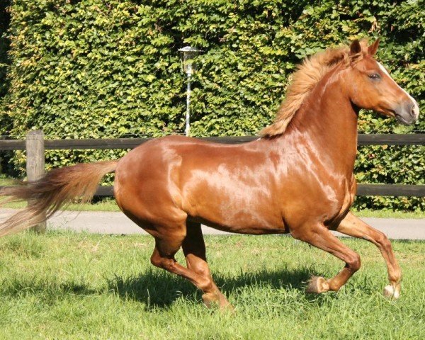 dressage horse Titan 136 (German Riding Pony, 1994, from Top Gun I)