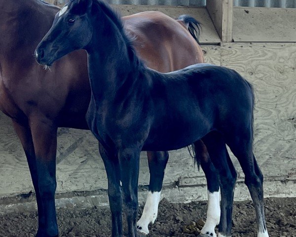 horse Smooth Criminal (Oldenburg, 2022, from San Amour I)