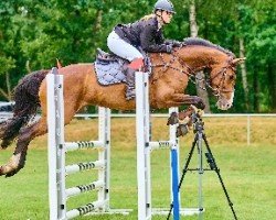 Springpferd Bajazzo Star (Hannoveraner, 2016, von Balou Star)