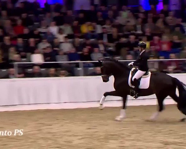 Video von Hengst von Escanto PS / Feinrich