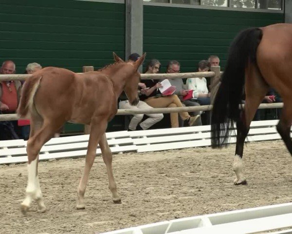 Video von Lady Elexia