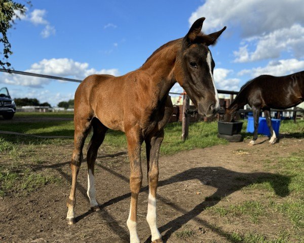 horse Lady Viatrix (Oldenburg, 2024, from Vitalis)