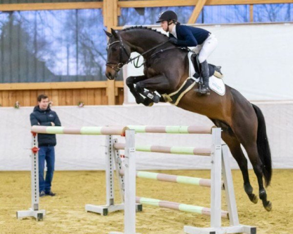 Stallone da monta TSF Kros (Trakehner, 2013, di Ajbek)