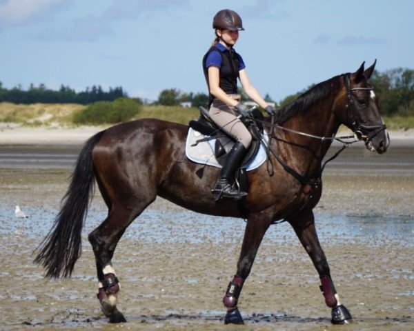 dressage horse Dimagine (Hanoverian, 2007, from Domani Vengo)