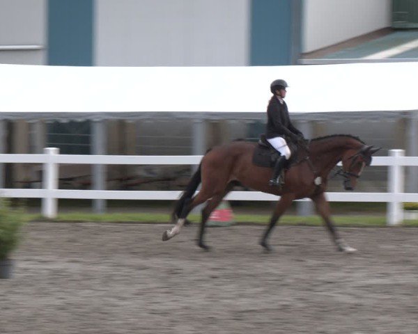 Reitturnier Springturnier Mildstedt 2024