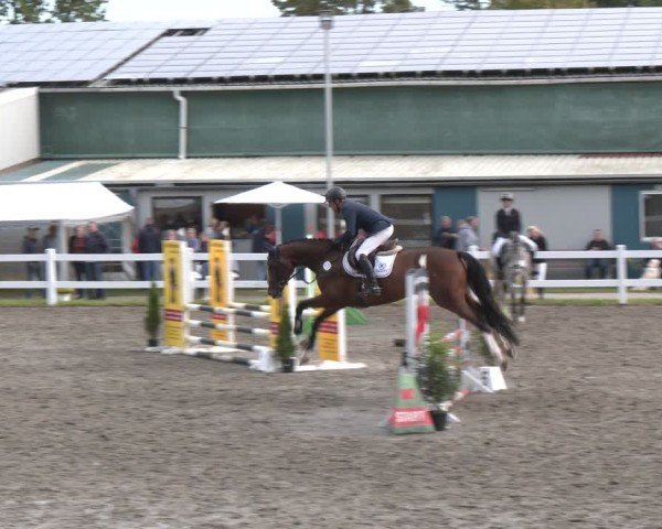 Reitturnier Springturnier Mildstedt 2024