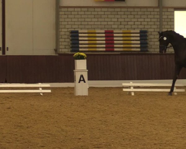 Reitturnier Kirchhellen-RSV Zur Linde 2021