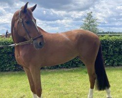 jumper Kleopatra Hero Z (Zangersheide riding horse, 2018, from Kassander van het Roosakker)