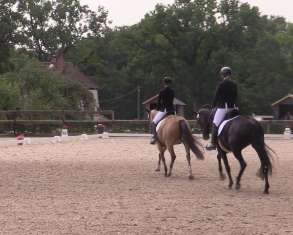 Reitturnier Müncheberg 2024