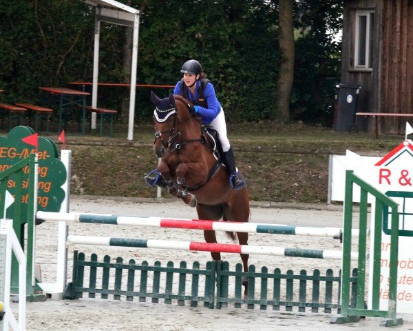 Springpferd Girlywood (Deutsches Sportpferd, 2015, von Sandokan 290)