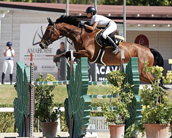 horse Devota (Sella Italiano, 2014, from Lyjanero)