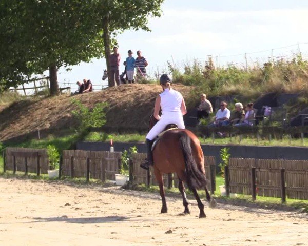 Reitturnier Breiholz "Am Moltkestein" 2024