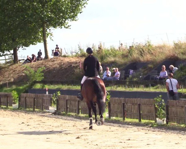 Reitturnier Breiholz "Am Moltkestein" 2024