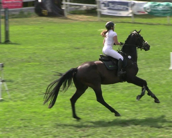 Reitturnier Müncheberg 2024