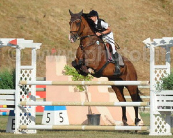 jumper Varien (KWPN (Royal Dutch Sporthorse), 2002, from Matterhorn)