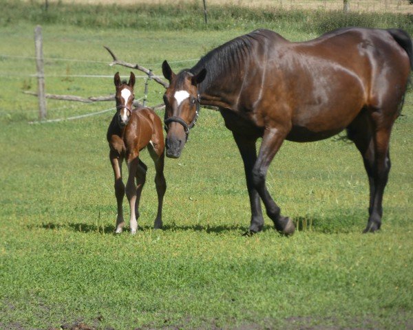 horse Bijou (Oldenburg show jumper, 2024, from Vatson Sitte)