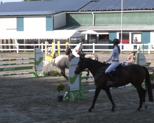 Reitturnier Springturnier Mildstedt 2024