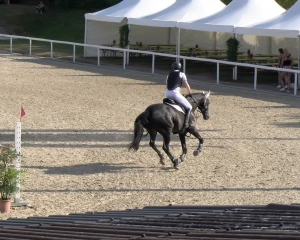 Reitturnier Bülach 2024
