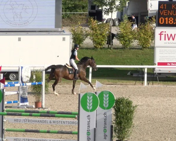 Reitturnier Bülach 2024