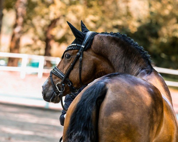 horse Forever Unique (Westphalian, 2021, from Fürst Samarant)