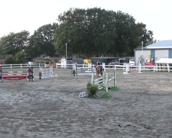 Reitturnier Springturnier Mildstedt 2024