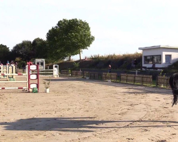 Reitturnier Breiholz "Am Moltkestein" 2024
