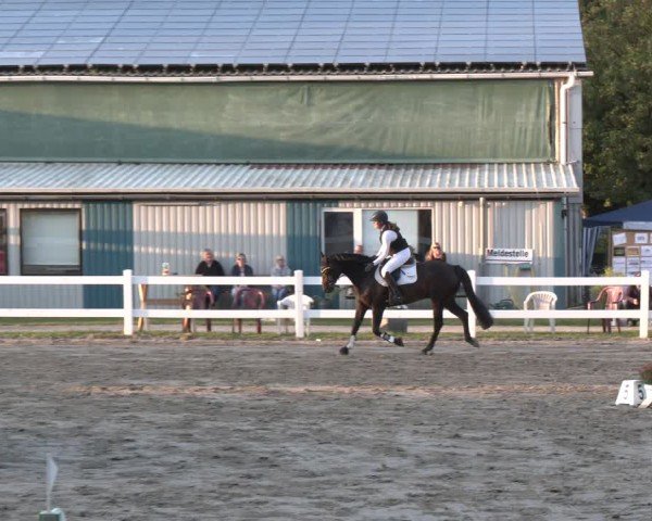 Reitturnier Springturnier Mildstedt 2024