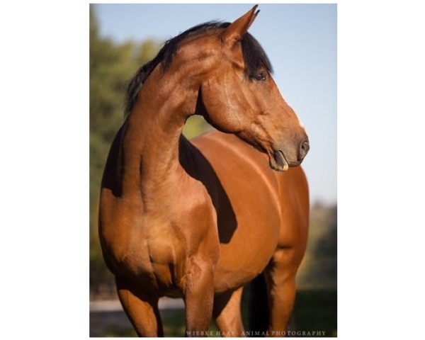 horse Lantanarivo (Oldenburg, 2007, from Lissabon 29)