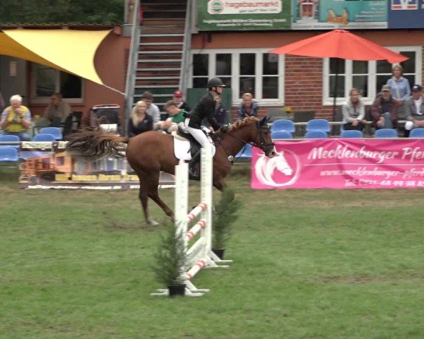Reitturnier Dannenberg 2024