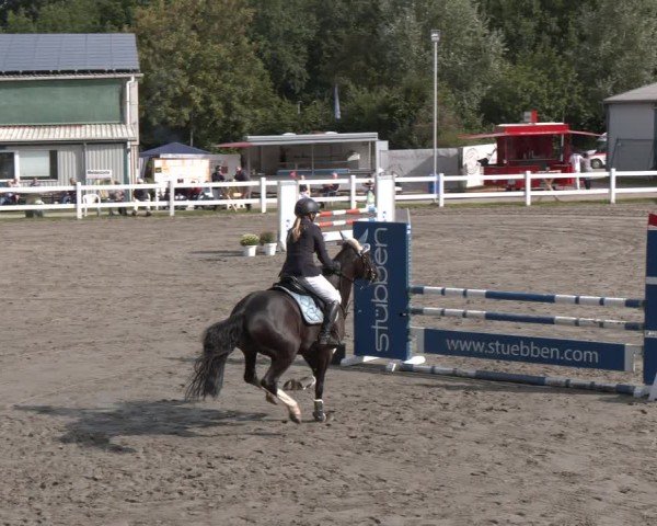 Reitturnier Springturnier Mildstedt 2024