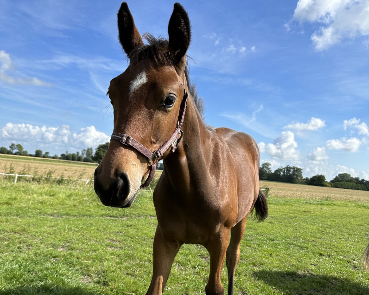 broodmare Turbofee RK (Hanoverian, 2024, from Titolas)