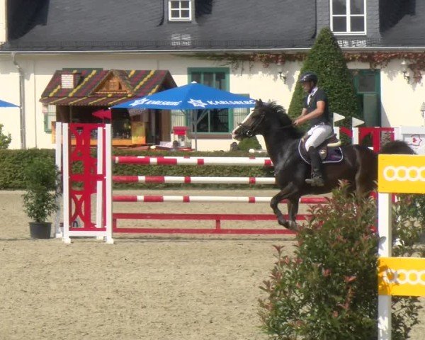 Reitturnier St.Wendel, Gestüt Welvert 2024