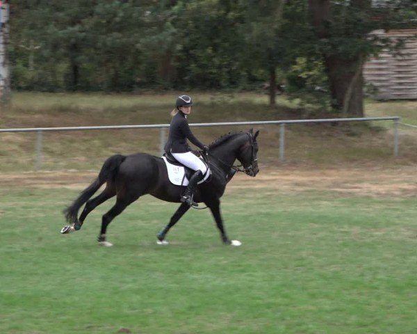 Reitturnier Dannenberg 2024