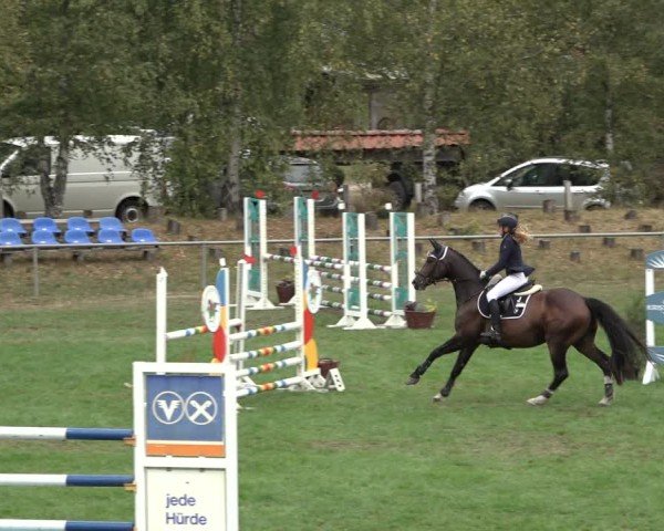 Reitturnier Dannenberg 2024