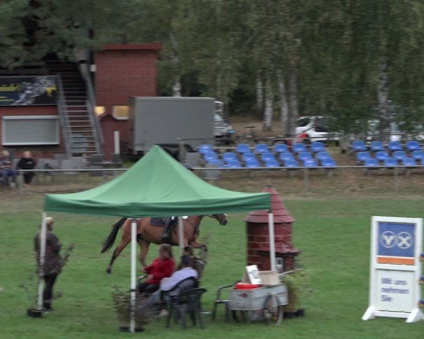 Reitturnier Dannenberg 2024