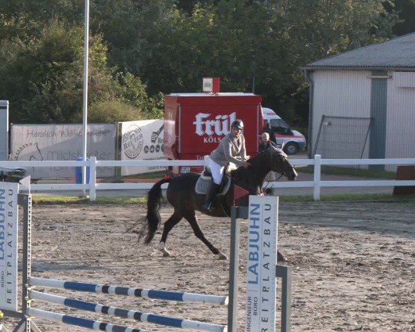 Reitturnier Springturnier Mildstedt 2024
