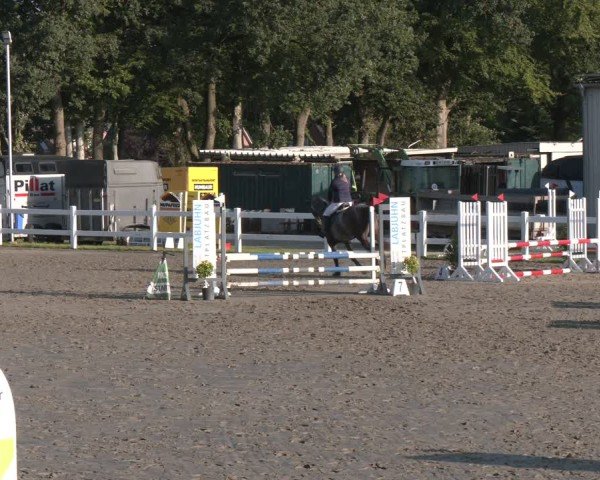 Reitturnier Springturnier Mildstedt 2024